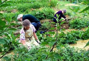 The Sharing Gardens