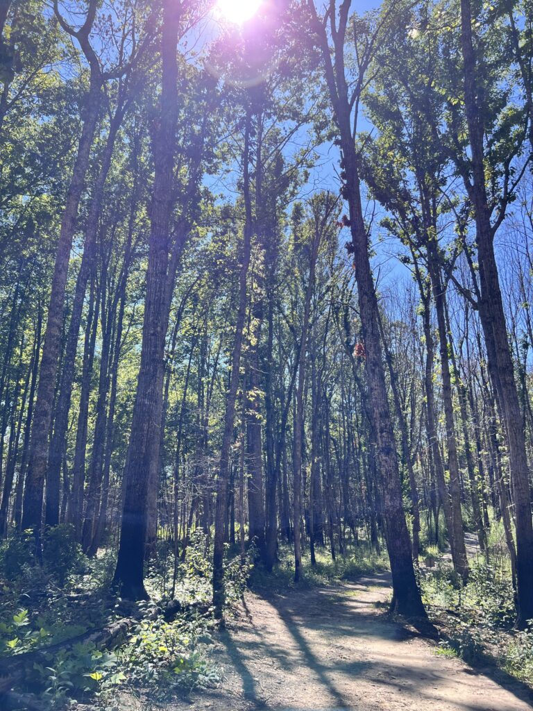 A photo of paths leading into the forest at the Convergence for Intentional Communities