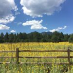 Flagstaff Cohousing